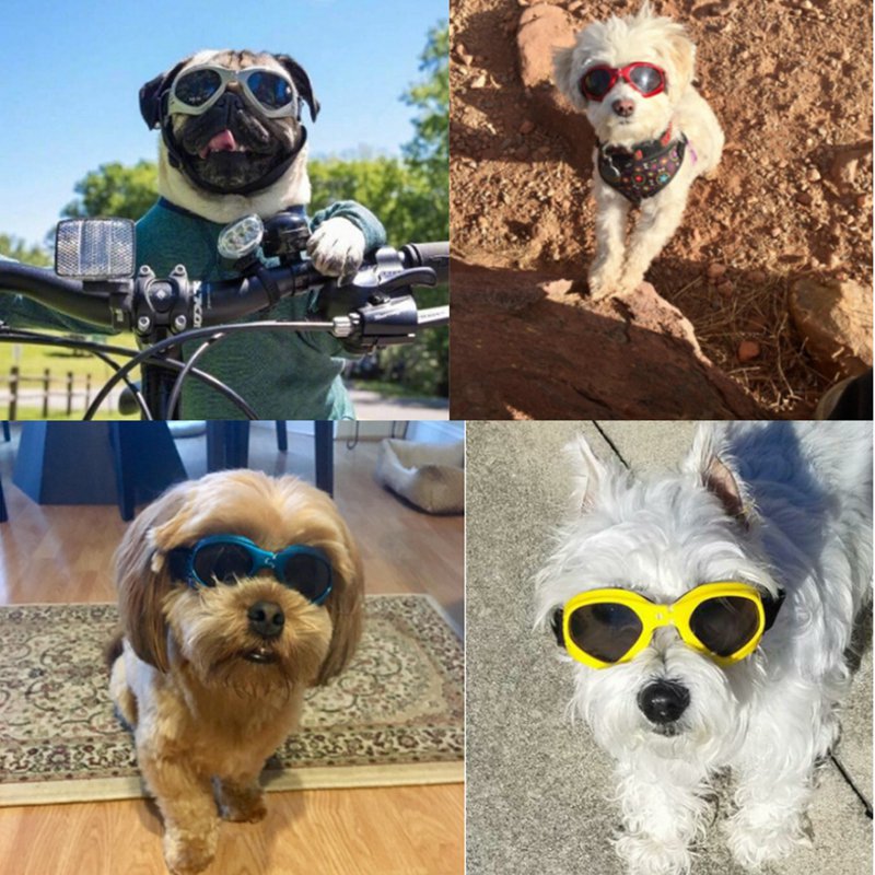 PupShade Sunglasses